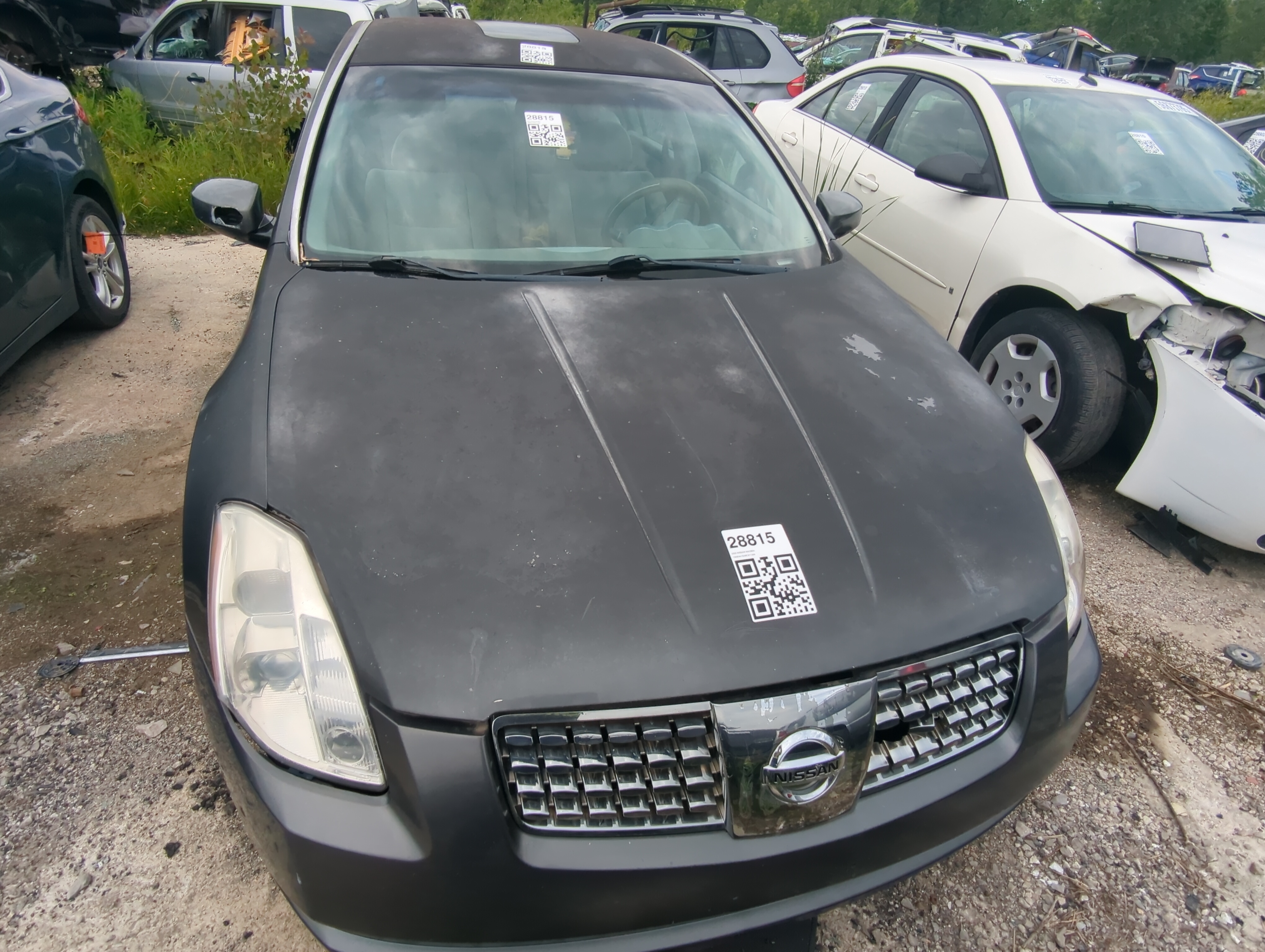 2004-2006 Nissan Maxima Hood Oem 1068242 - Oemusedautoparts1.com